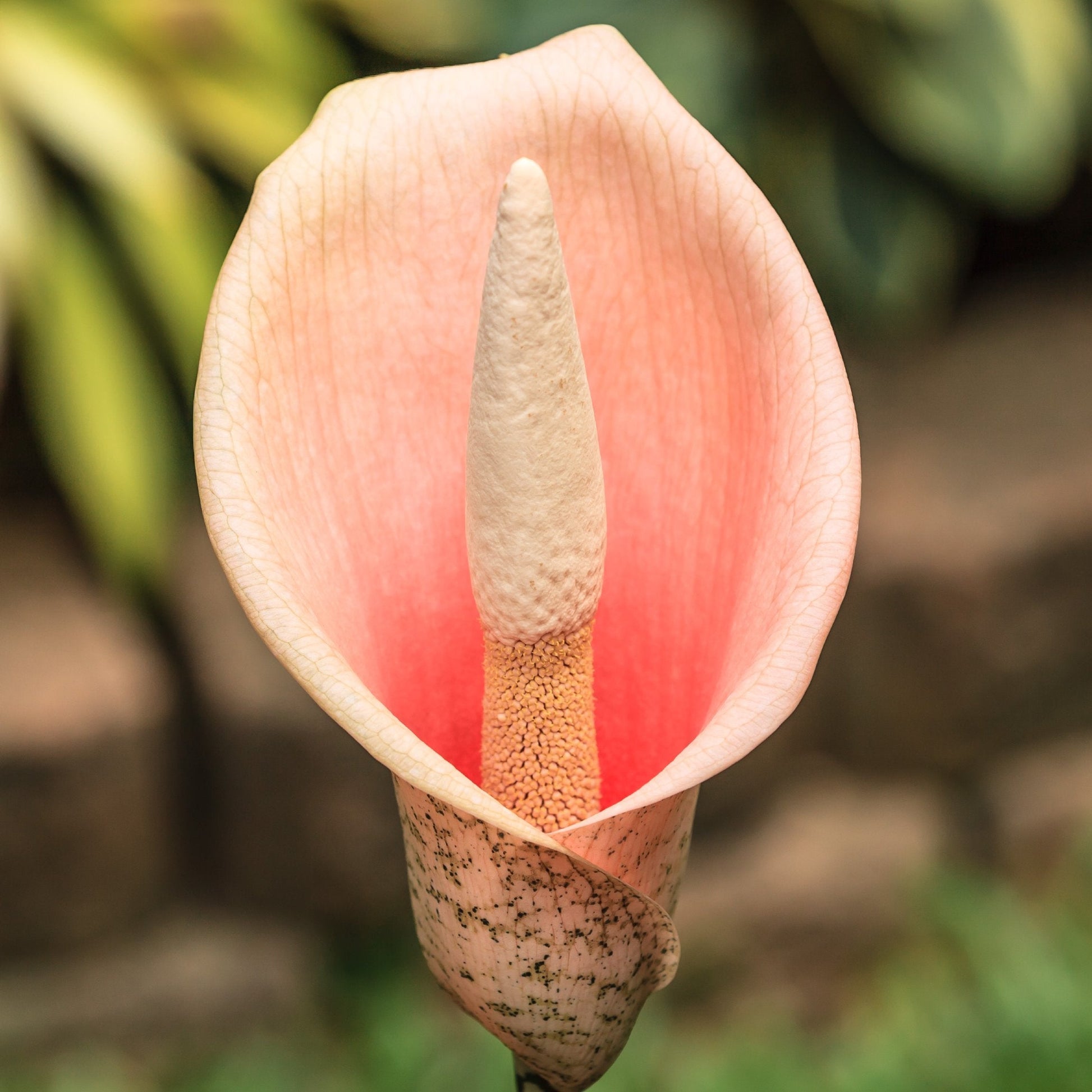 voodoo lily flower Tall Pink Voodoo Lily Bulbs for Sale Online