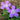 A Duo of Lavender-Hued Geranium Blooms