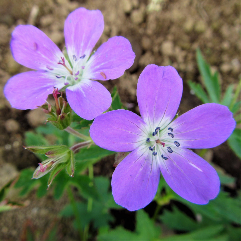 A Duo of Lavender-Hued Geranium Blooms
