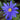 Blue Anemone Blanda