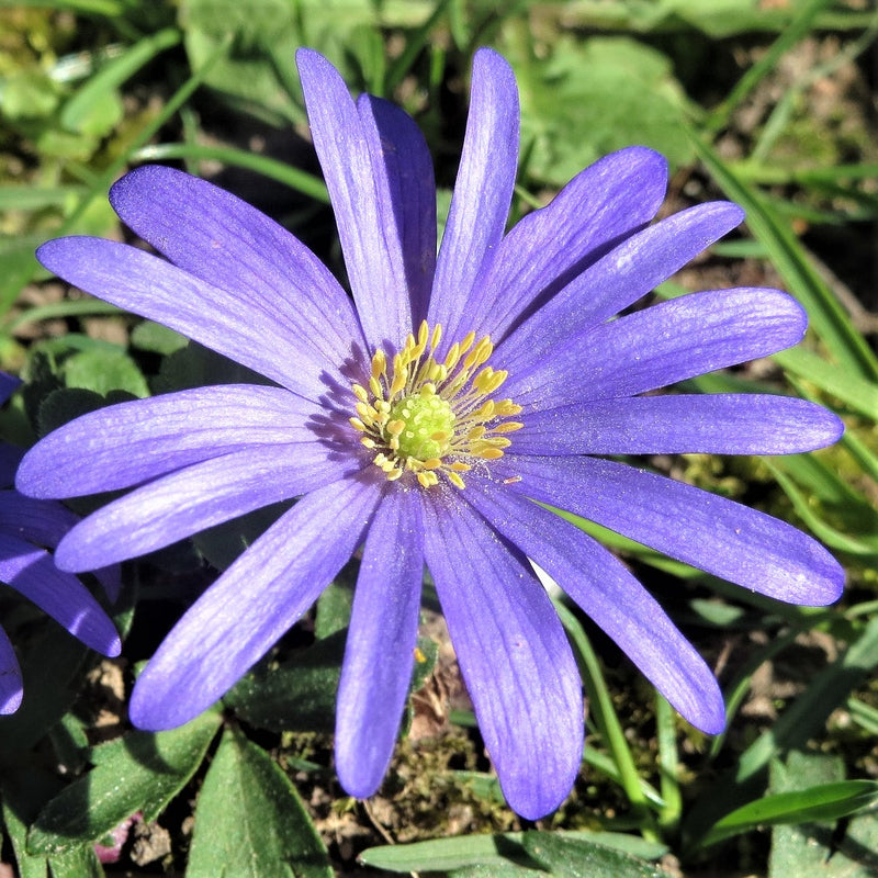 Early Blooming Blue Anemone Flowers 