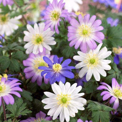 Pink, purple, white anemone flowers