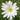 Anemone Blanda Sparkling White
