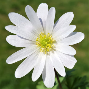 Anemone Blanda Sparkling White