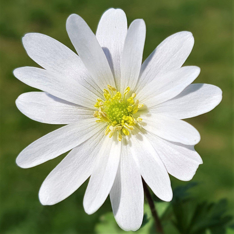 White Anemone Blanda Flower