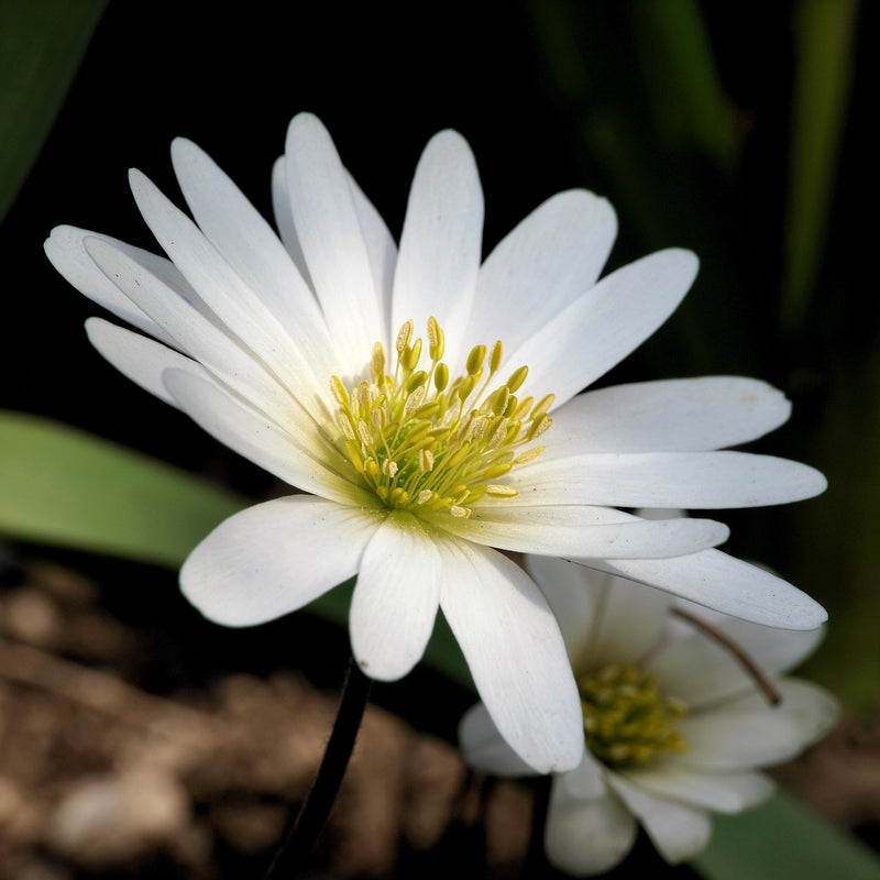 White Early Blooming Anemone Flower
