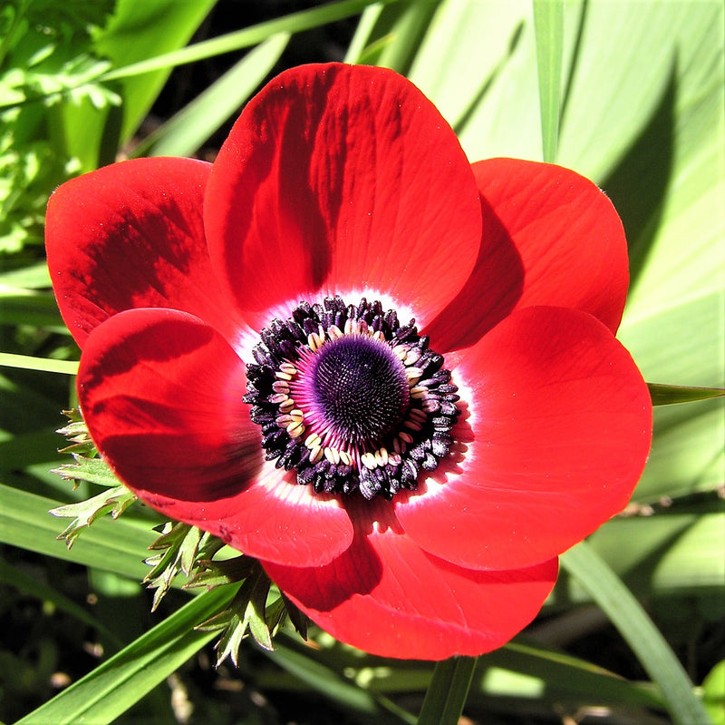 Red Anemone His Excellency Flower