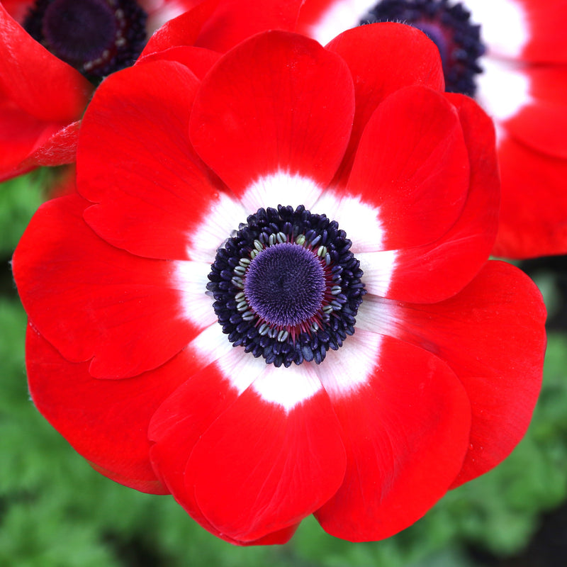 Red and White Anemone His Excellency Flower