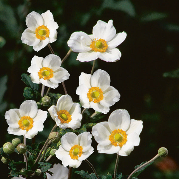 White Anemone Bare Root Plants for Sale | Honorine Jobert – Easy