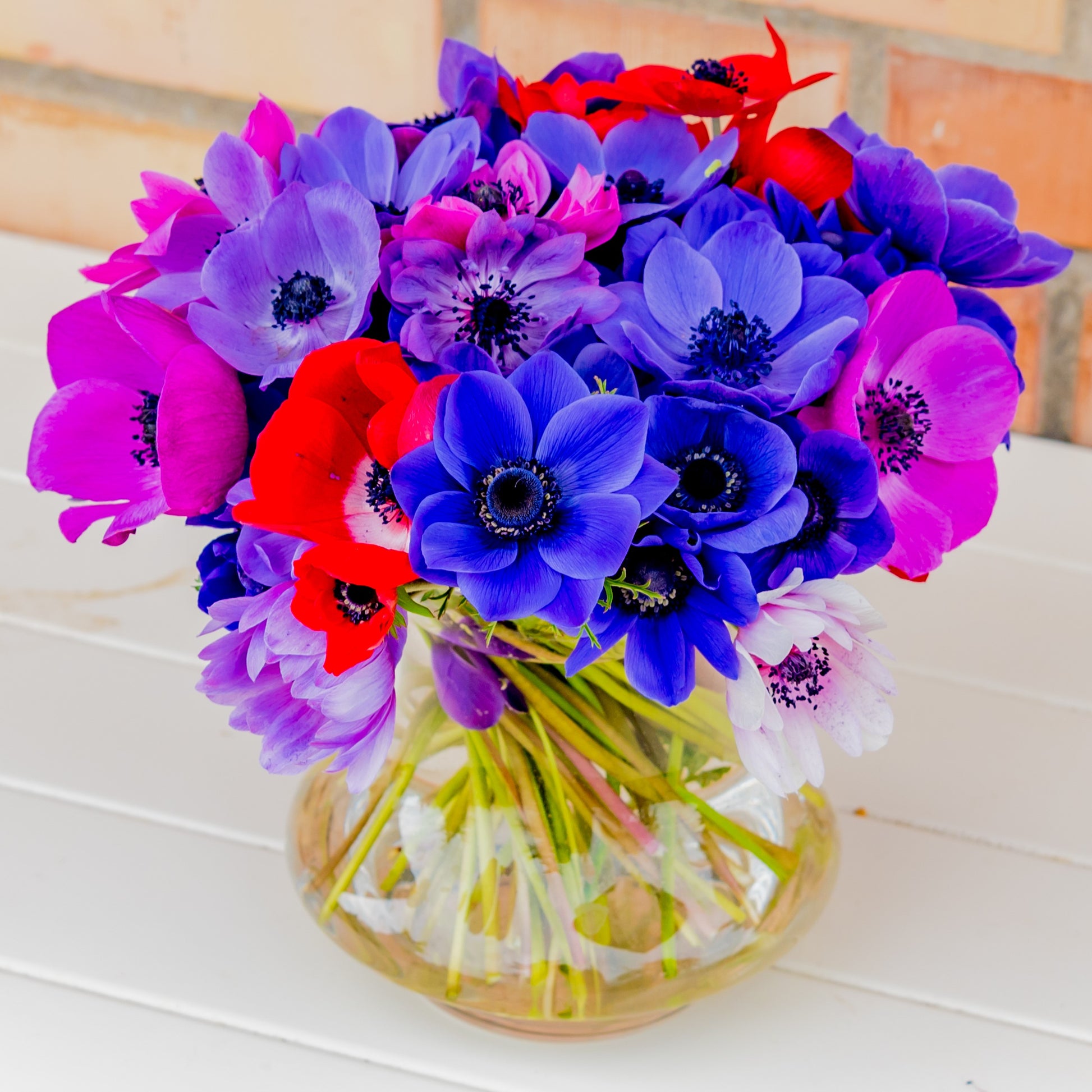Mixed color anemone flowers