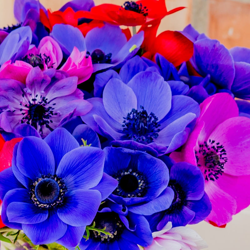 Purple, Blue, Pink, Red Anemone Flowers