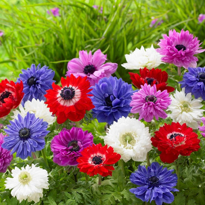 Double Mixed Color Anemone Flowers | St. Brigid Mix
