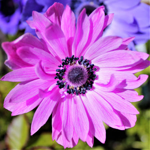 Double Pink Anemone Flower | The Admiral