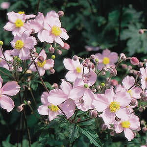 products/Anemone_Tomentosa_Robustissima.GC.jpg