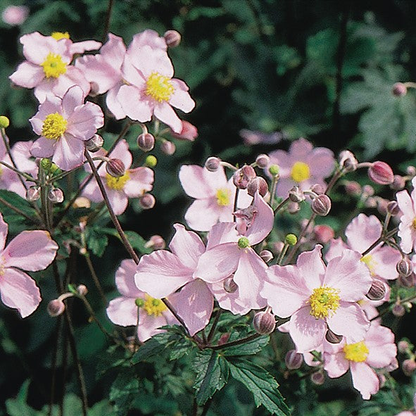 Soft Pink Blooms of the Anemone Tomentosa Robustissima