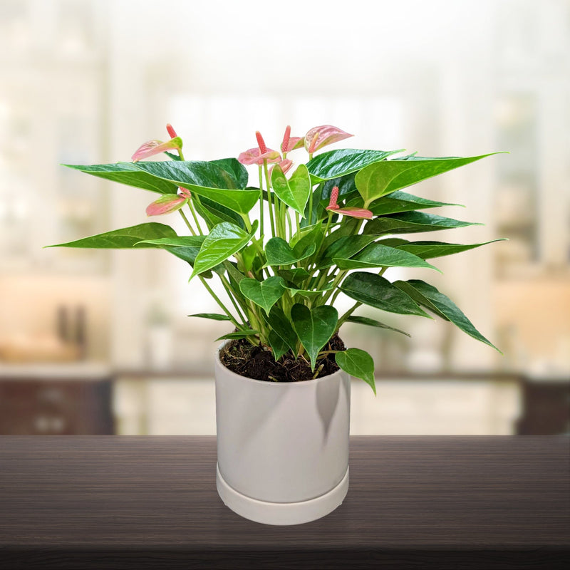 light pink blooms of Anthurium in a white pot