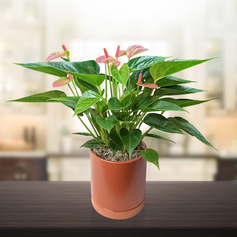 light pink blooms of Anthurium in a terracotta pot