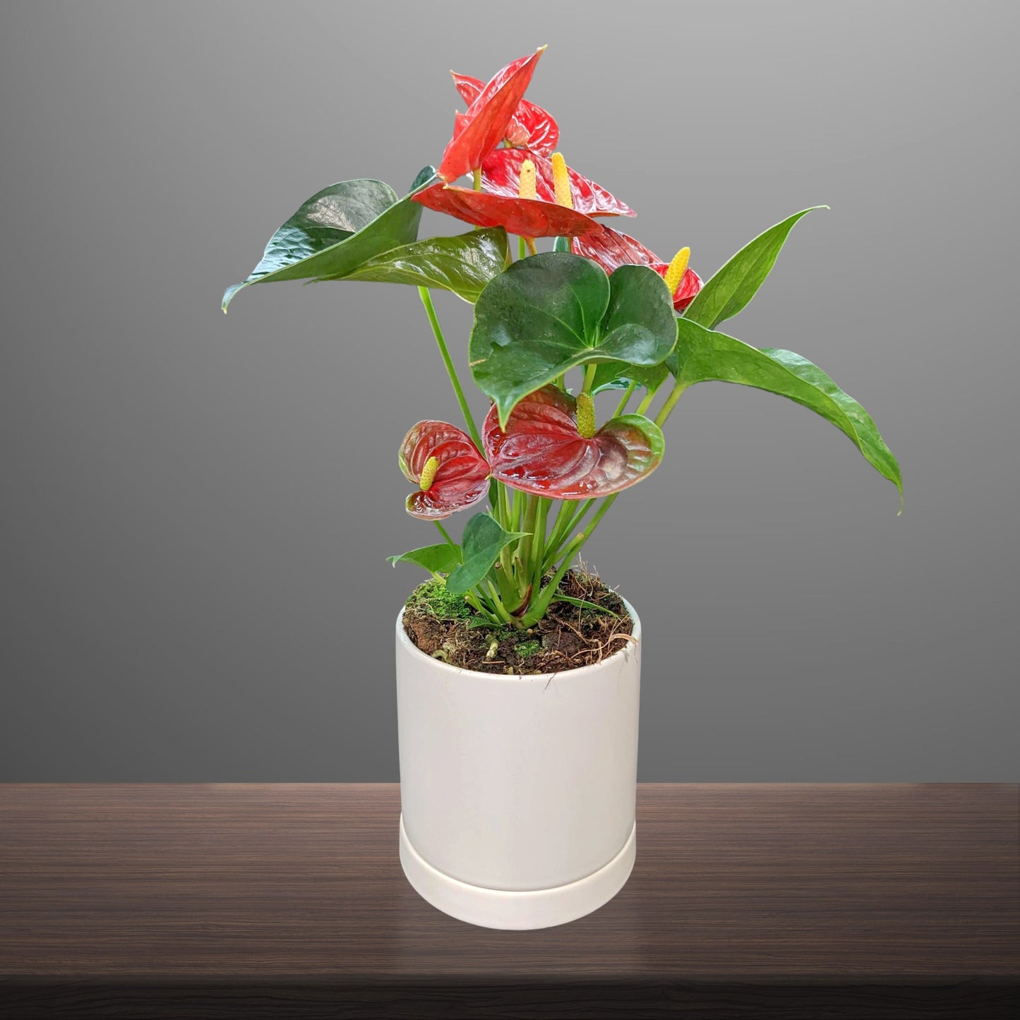 anthurium bulbs for sale Anthurium