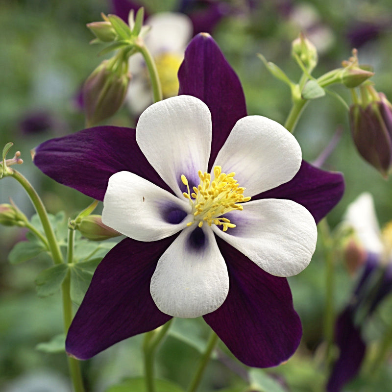 Beautiful Purple and White Columbine Bloom