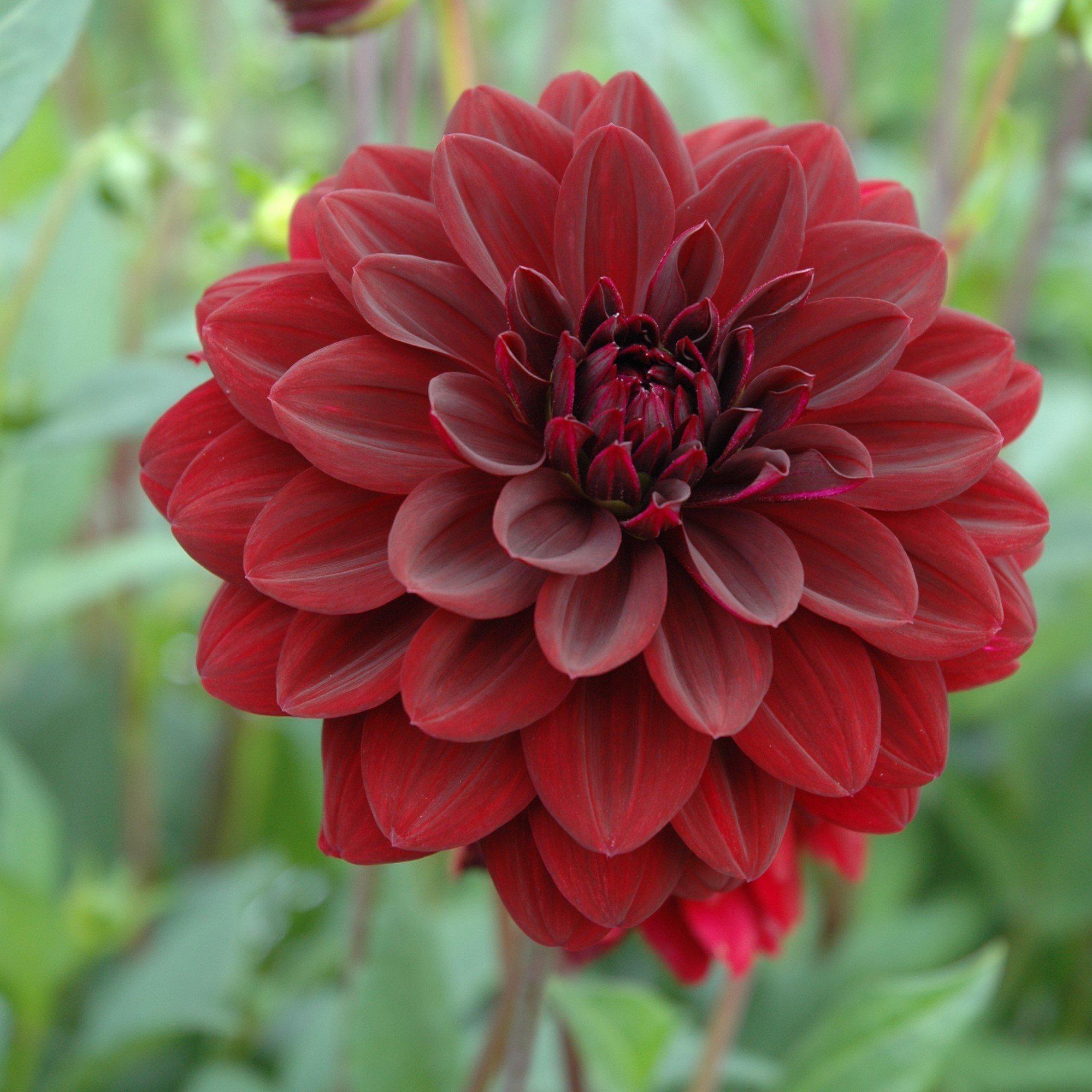 Dahlia - Arabian Night