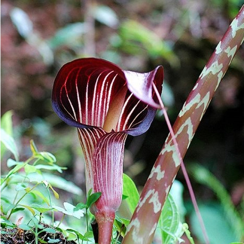 Burgundy Arisaema with contrasting white stripes