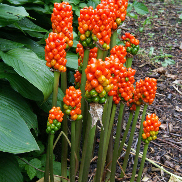 italian arum indoor plant Bright Fruit-Bearing Arum Bulbs for Sale Online