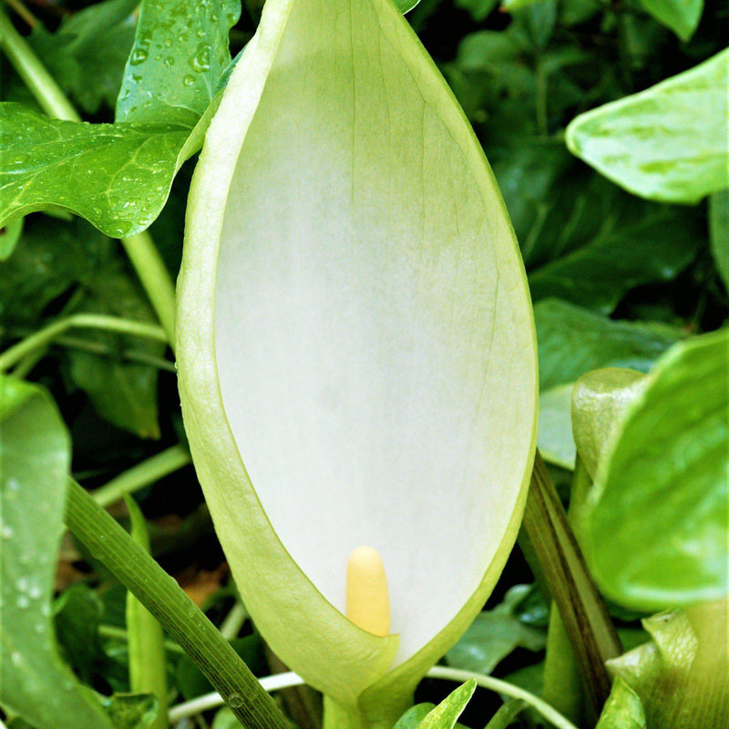 White flower of Arum Italicum