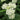 White Asclepias butterfly milkweed flower