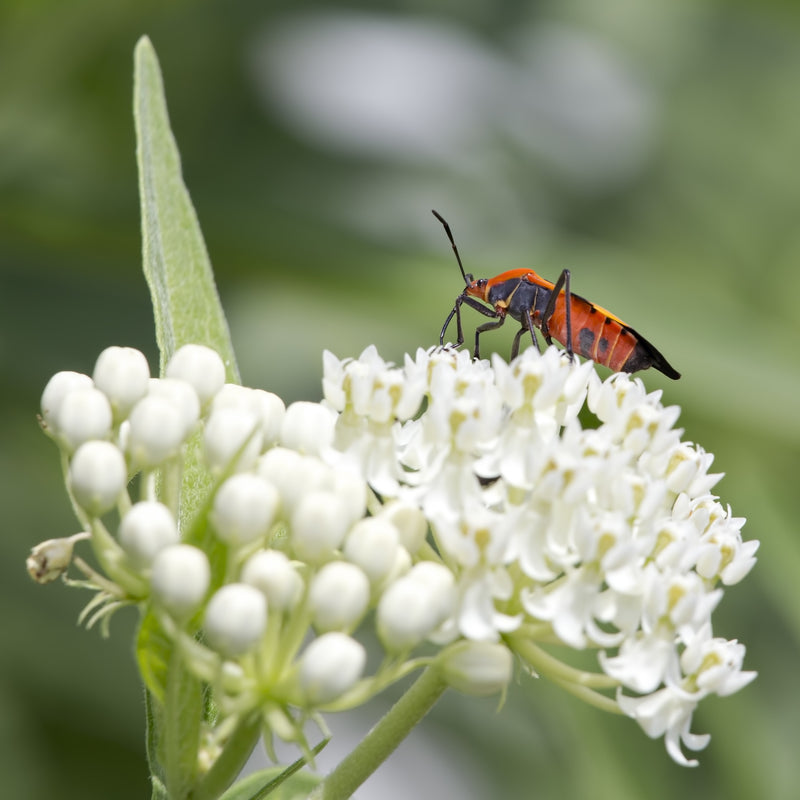 White Butterfly Milkweed Plant