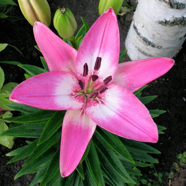 longiflorum asiatic hybrid lily Easy to Grow Bulbs Lilium