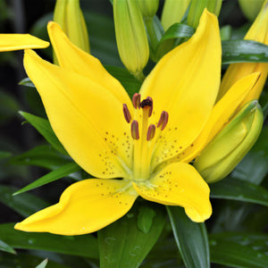 products/Asiatic_Lily_Easter_Bonnet_607557356.SHUT.jpg