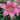 Pink Tango Lily Flower | bulbs for sale