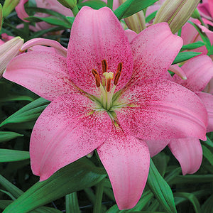 Pink Tango Lily Flower | bulbs for sale