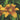 Yellow tango lily flower