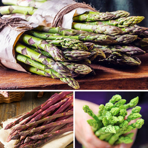 multiple varieties of Asparagus in our Harvest Collection