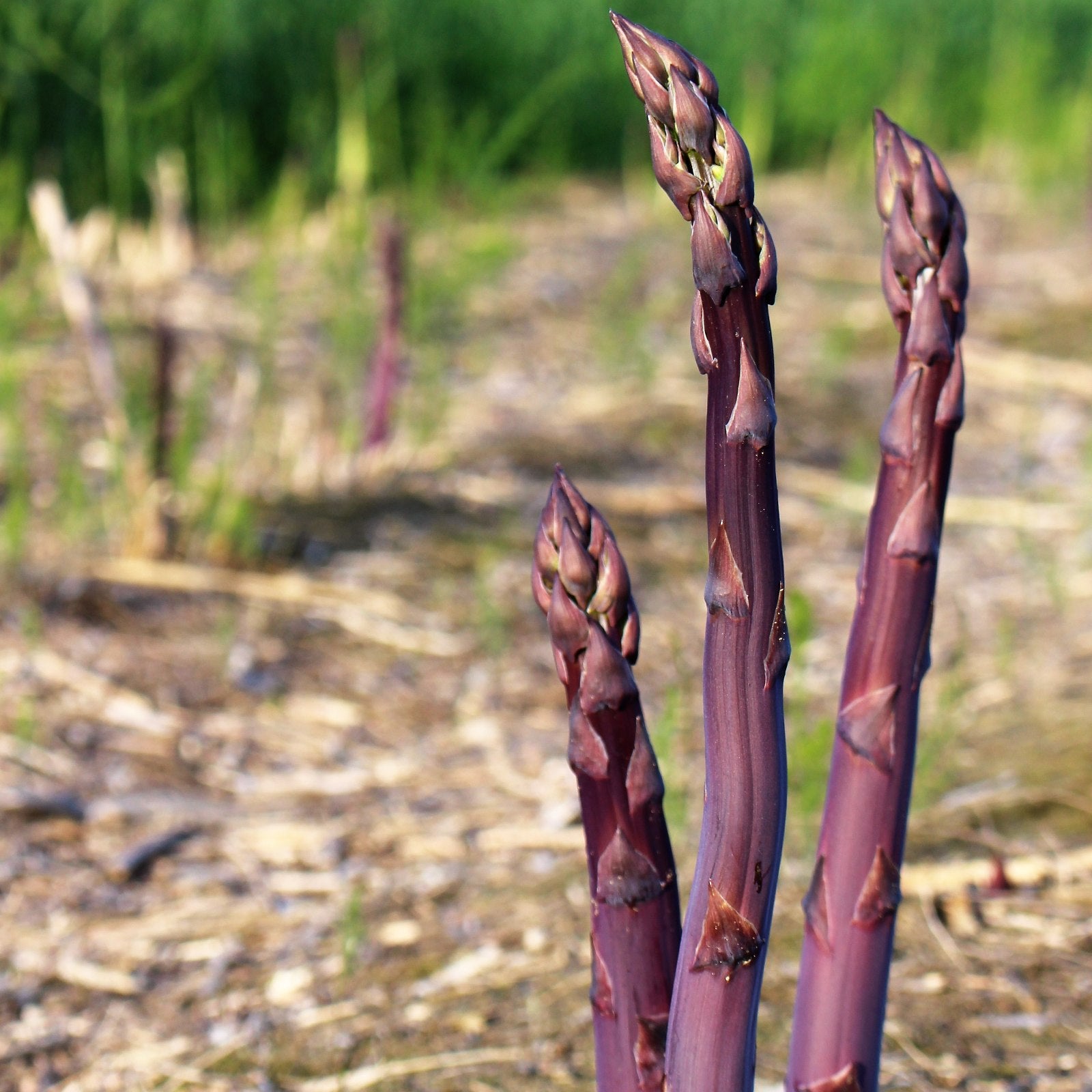 Asparagus Purple Passion Stalks growing