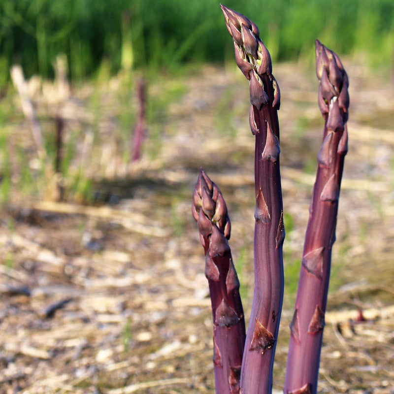 Asparagus Purple Passion Stalks growing