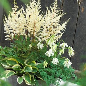 products/Astilbe_Hosta_Dicentra_Mix.VISIONS.jpg