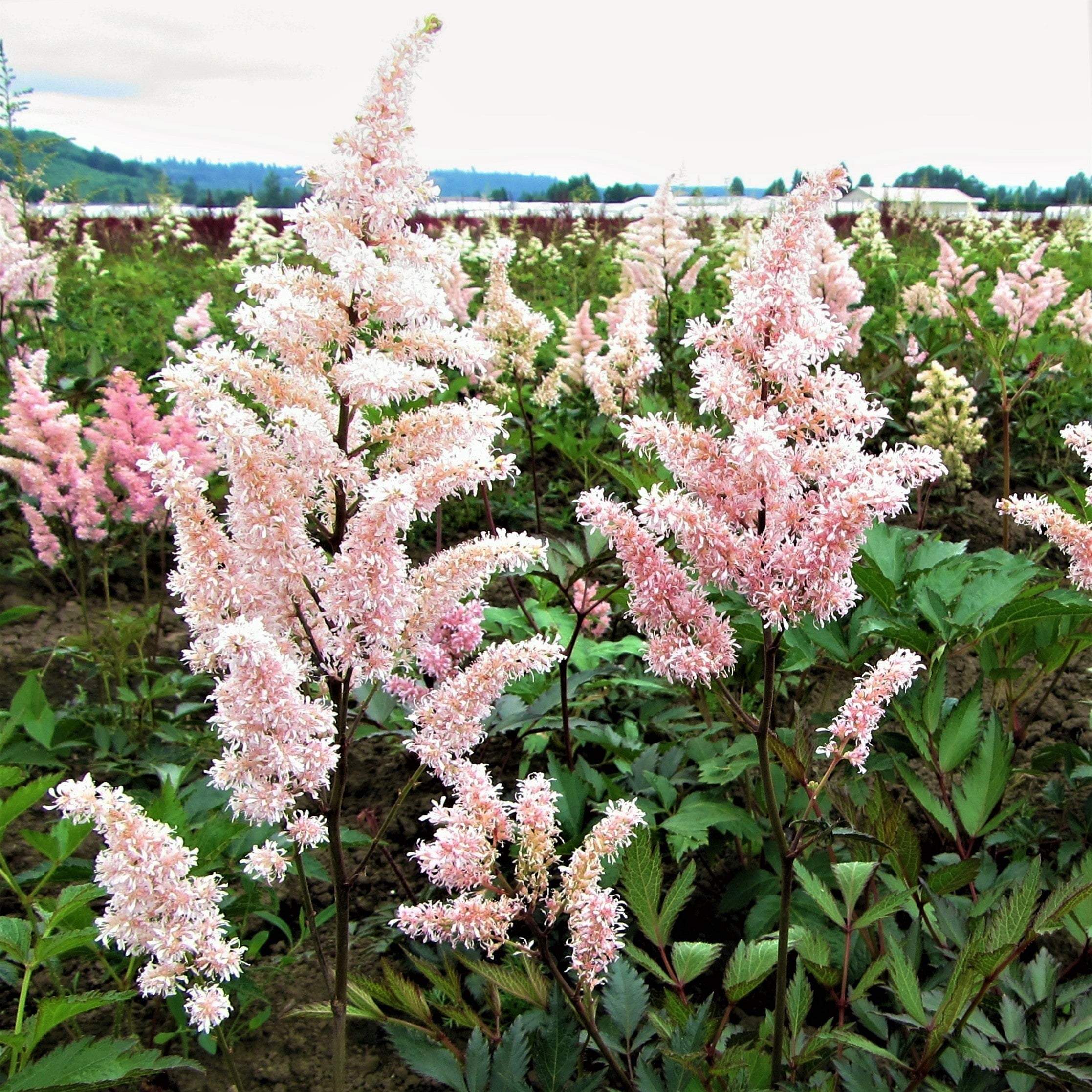 Astilbe - Peach Blossom - Thumbnail 2