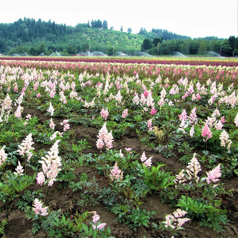 A Field of Peach Colored Astilbe