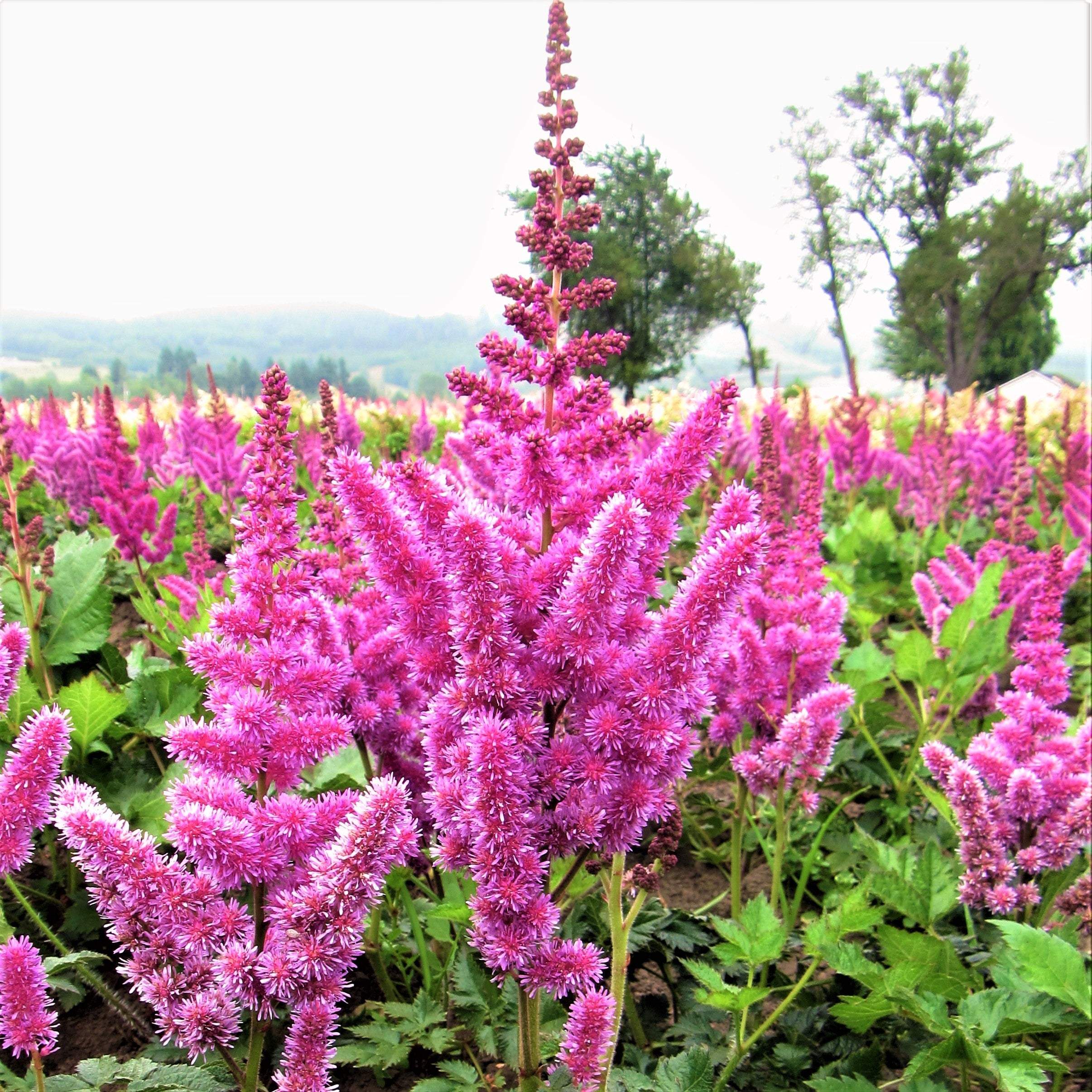 Raspberry Pink Astilbe Bare Root Plants for Sale Online | Vision – Easy ...