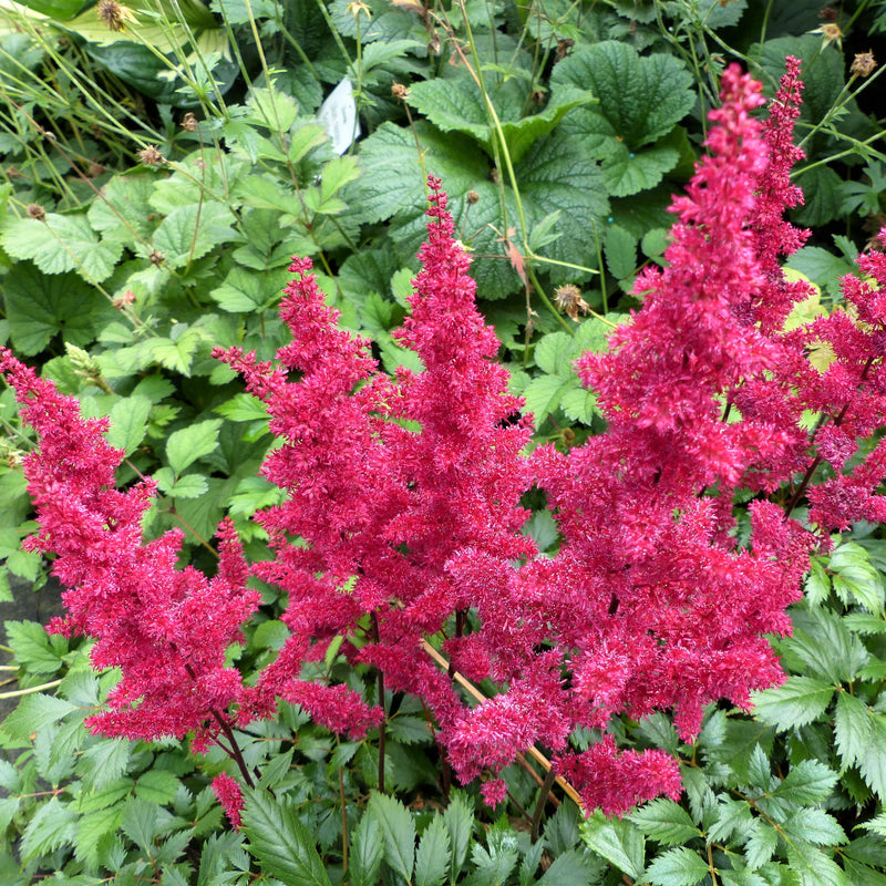 Pinkish-Red Astilbe Plumes