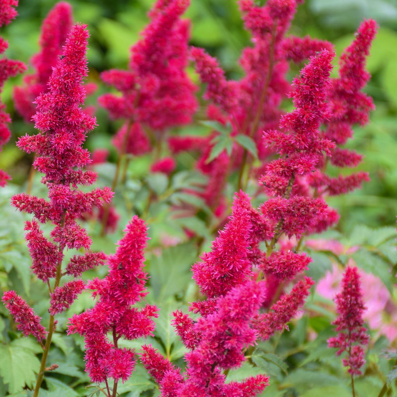 Red False Spirea Plant flowers