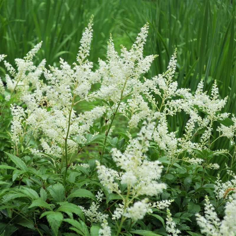 Feathery White Astilbe Plumes