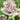 Closeup on single astrantia sunningdale variegated flower