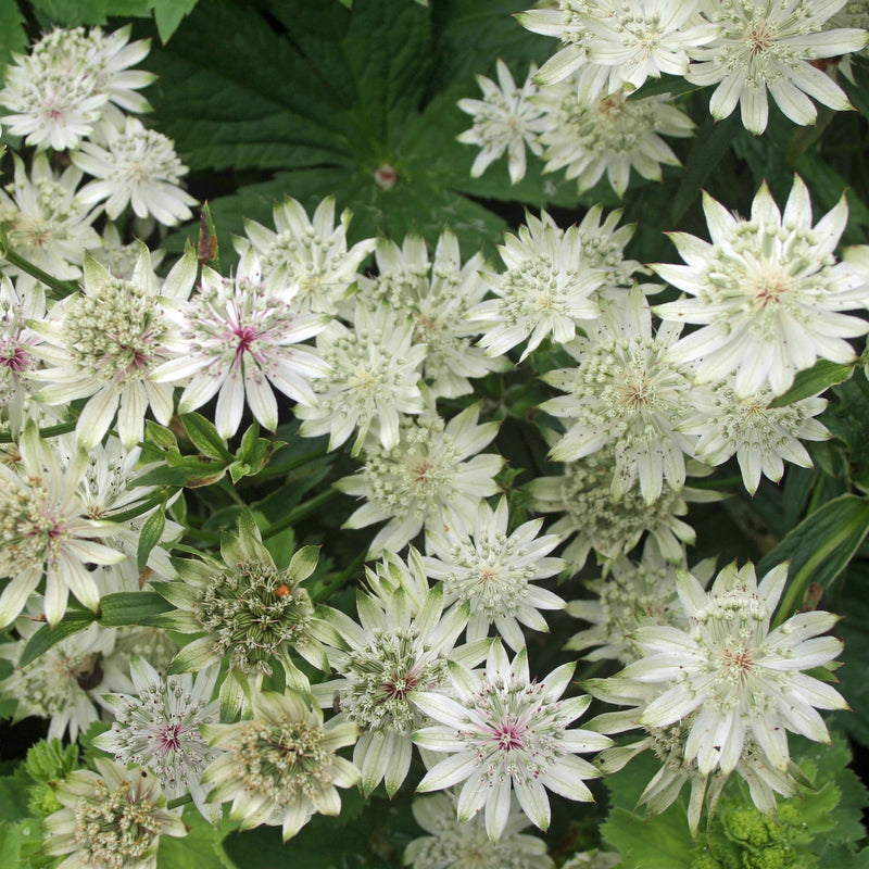 Astrantia Sunningdale Variegated Flowers