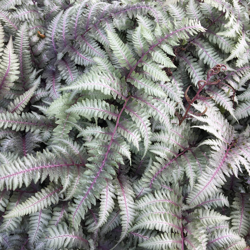 Burgundy Lace fronds are born burgundy-purple that turn silvery-green
