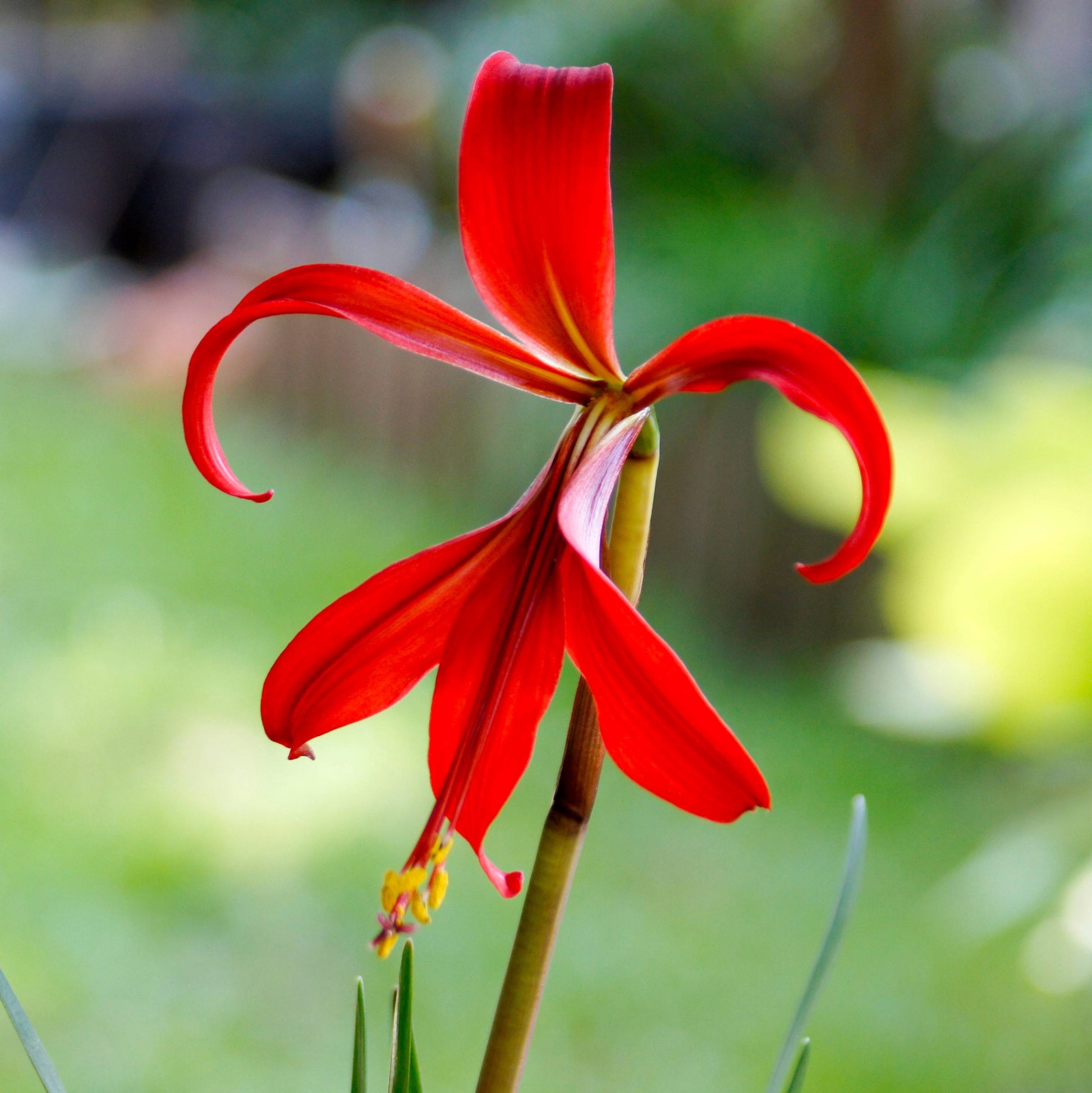 crimson lily flower Sprekelia
