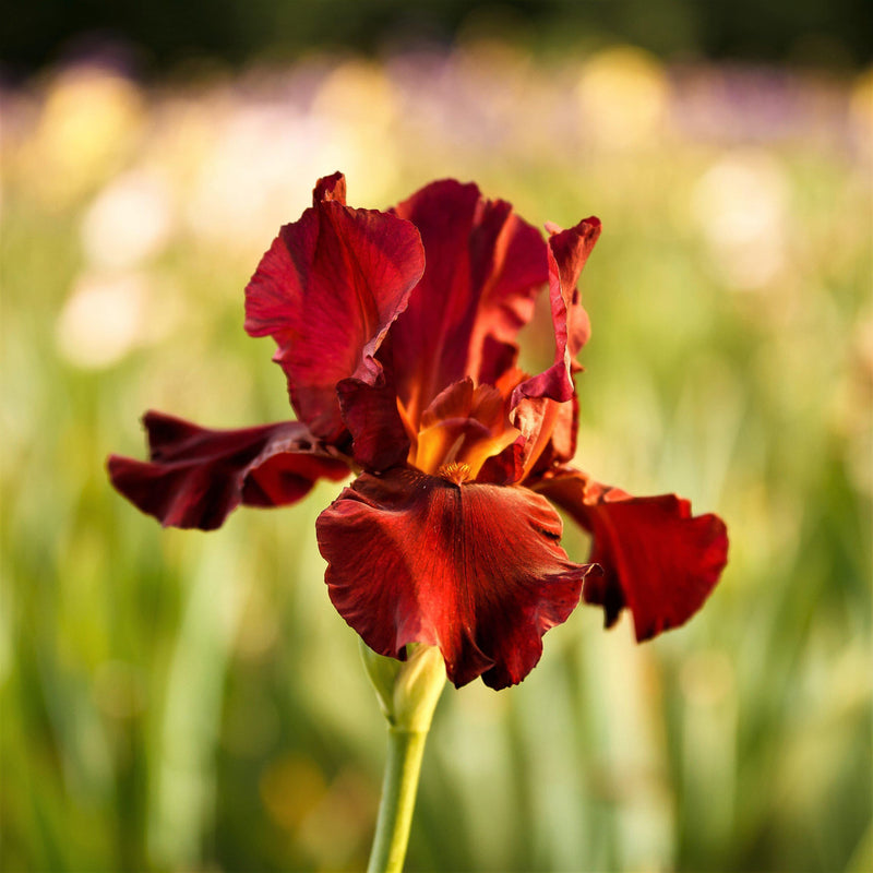 Bearded Iris - Califlora Bernice's Legacy (Reblooming)