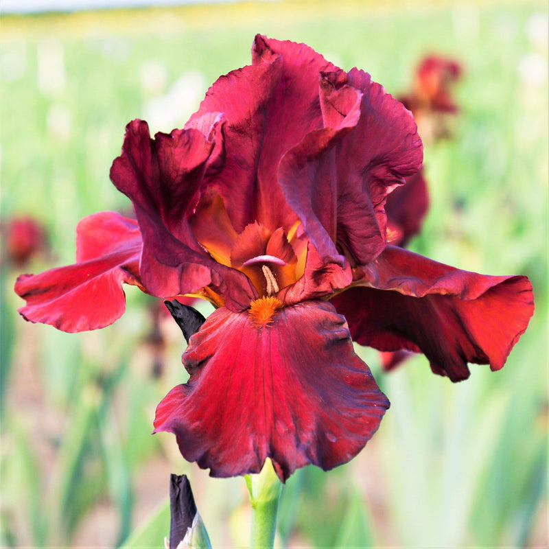 Bearded Iris Califlora Bernice's Legacy (Reblooming)